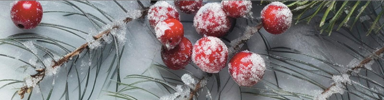 Frost-covered red berries on evergreen branches in winter